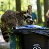 Raccoons Are Having A Field Day In Central Park Thanks To Generous Tourists
